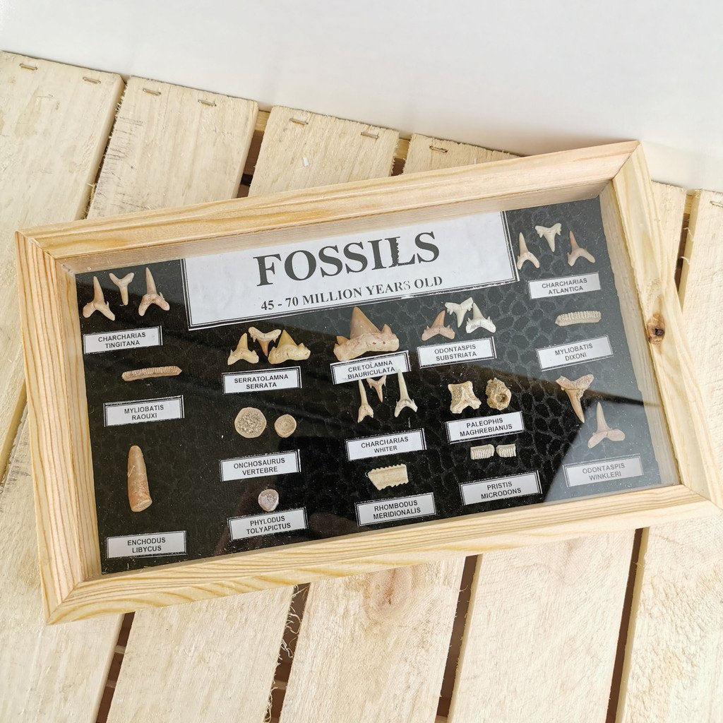 Moroccan Fossil Frame S
