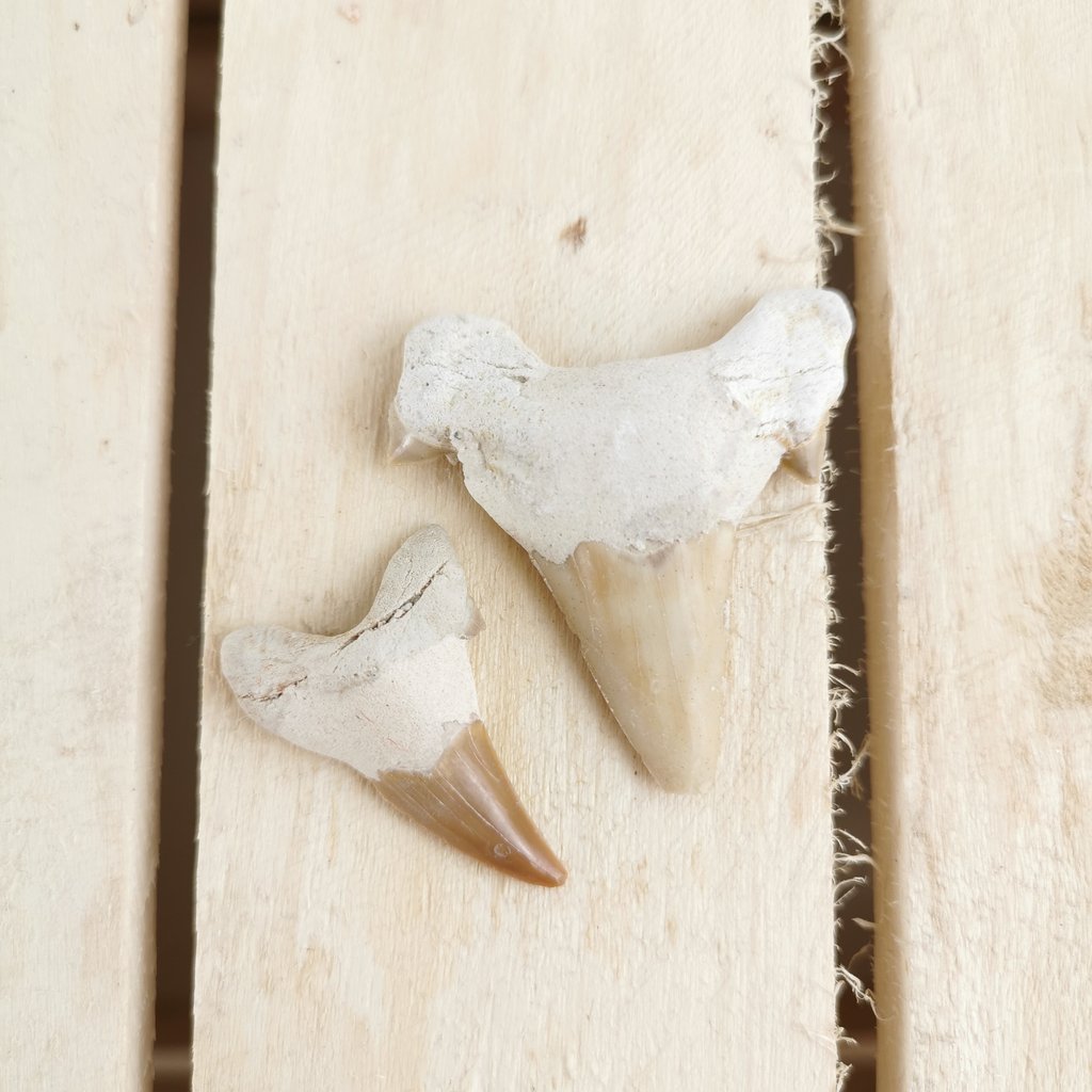 Fossilized Shark Teeth 2.5-4 cm