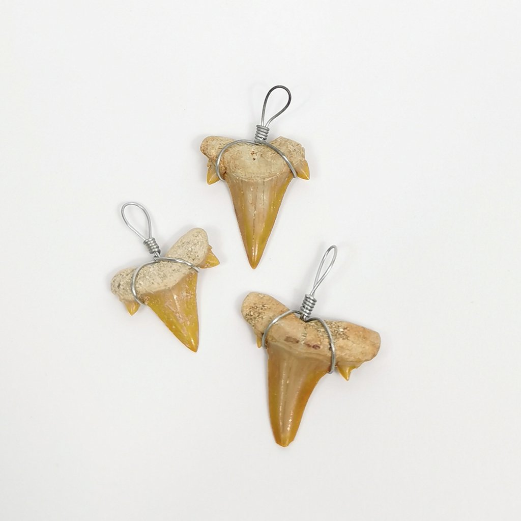 Fossilized Shark Teeth with Metal Loop 1.5-2.5 cm